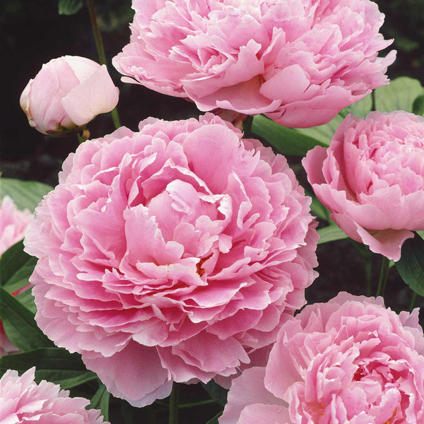 Peony 'Sarah Bernhardt'