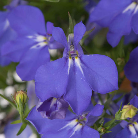 Marshalls Garden Lobelia Waterfall Selection