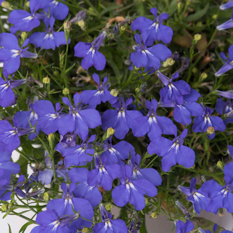 Marshalls Garden Lobelia Waterfall Selection