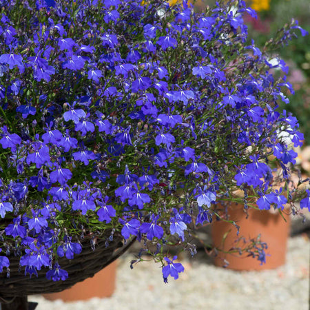 Marshalls Garden Lobelia Waterfall Selection
