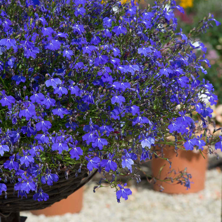 Marshalls Garden Lobelia Waterfall Selection