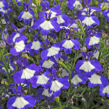 Marshalls Garden Lobelia Waterfall Selection