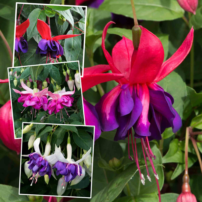 Fuchsia 'Giant-Flowered' Collection
