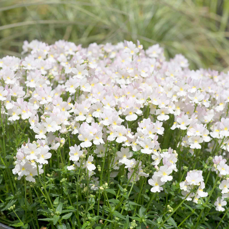 Nemesia 'Wisley Vanilla'