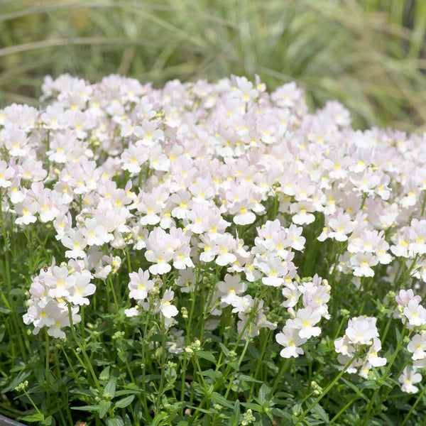 Nemesia 'Wisley Vanilla'