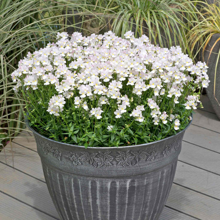 Nemesia 'Wisley Vanilla'