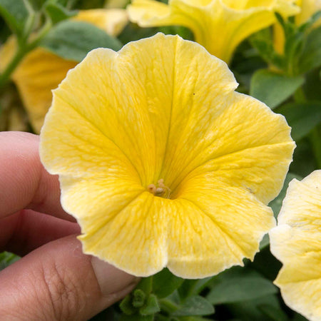 Petunia 'Bees Knees'
