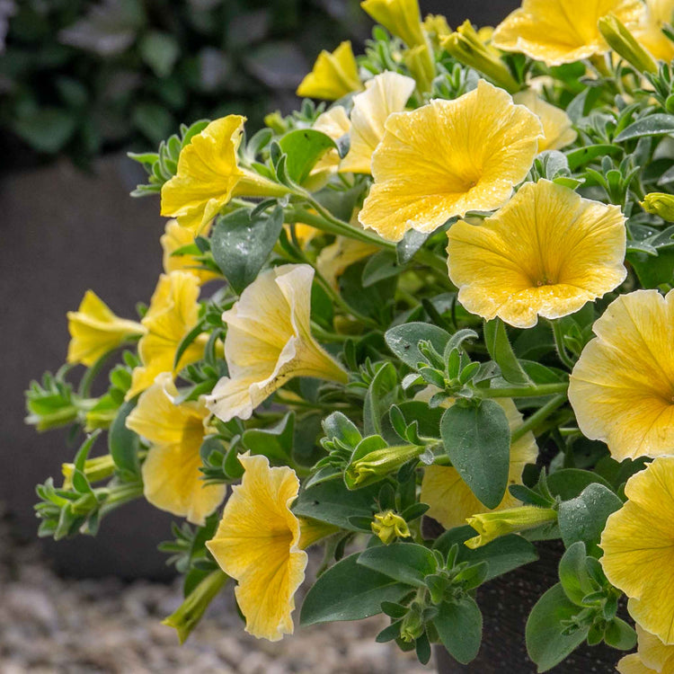 Petunia 'Bees Knees'