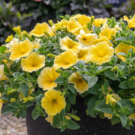 Petunia 'Bees Knees'