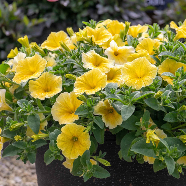 Petunia 'Bees Knees'