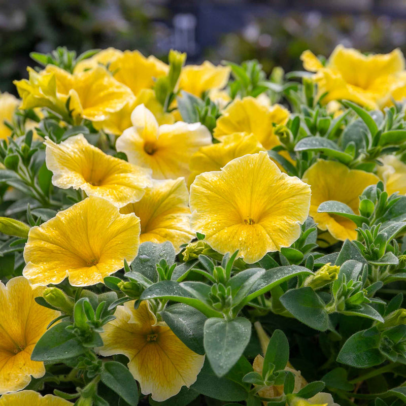 Petunia 'Bees Knees'