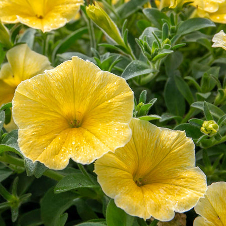 Petunia 'Bees Knees'