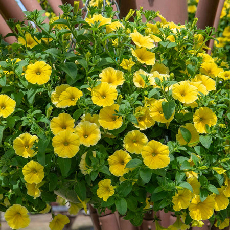 Petunia 'Bees Knees'