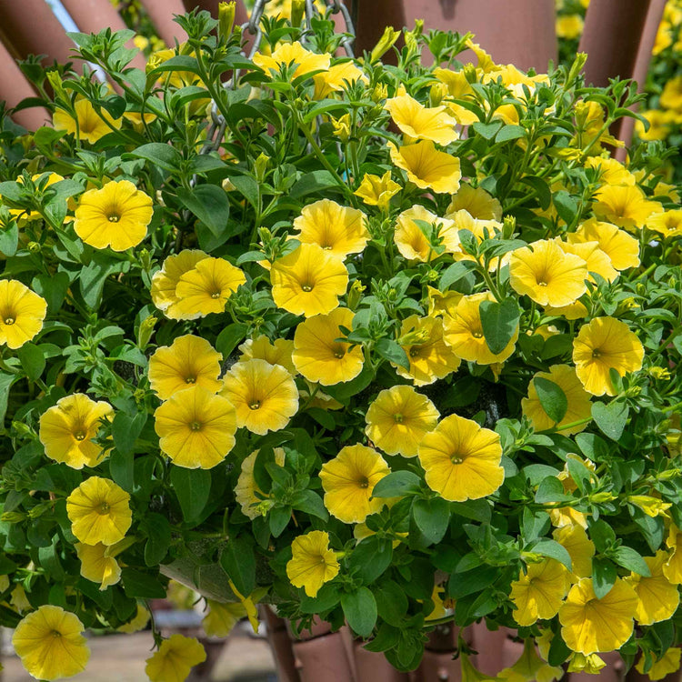 Petunia 'Bees Knees'