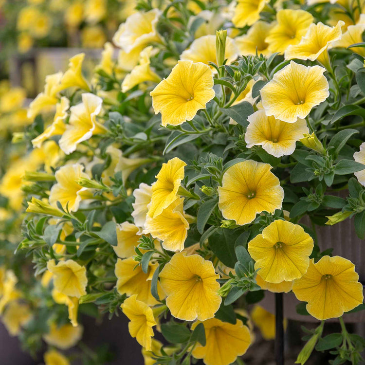 Petunia 'Bees Knees'