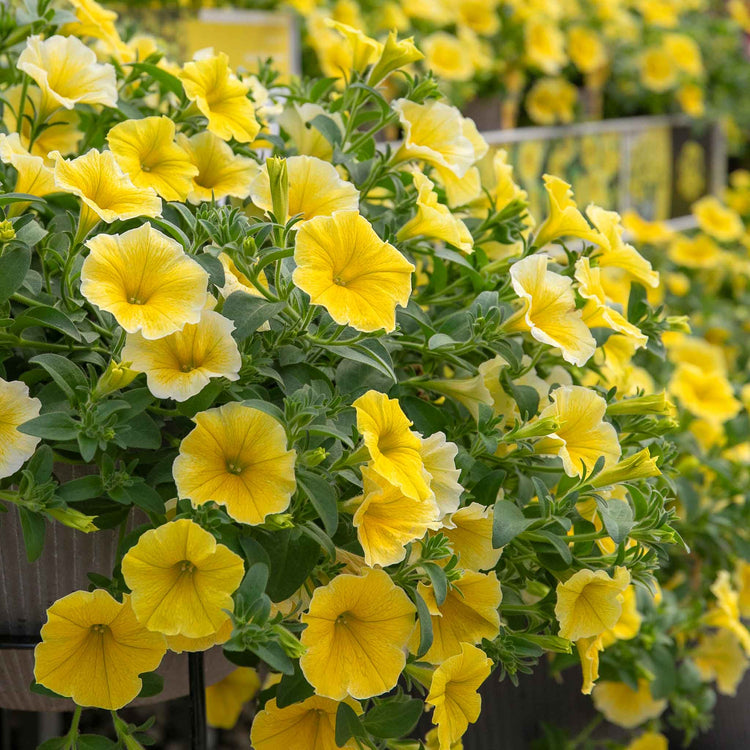 Petunia 'Bees Knees'
