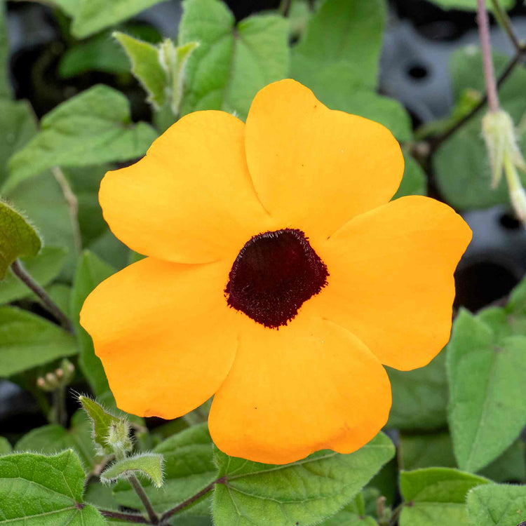 Thunbergia 'Orange'