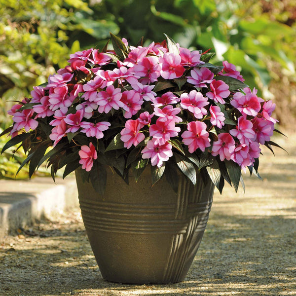 Busy Lizzie Clockwork 'Bicolour Lilac Dark Leaf'