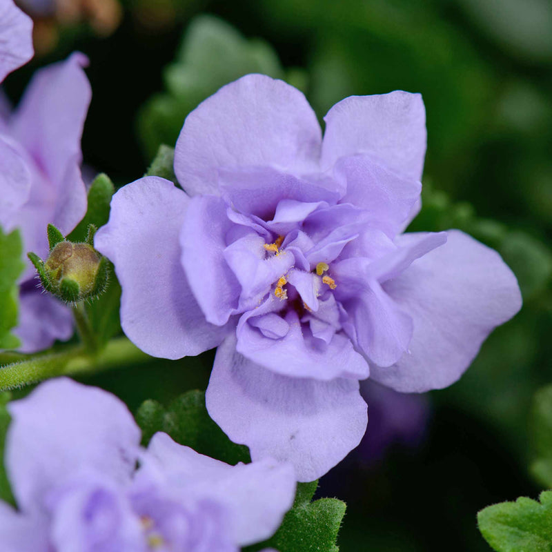 Bacopa Scopia 'Double Lavender'