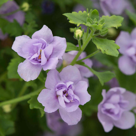 Bacopa Scopia 'Double Mix'