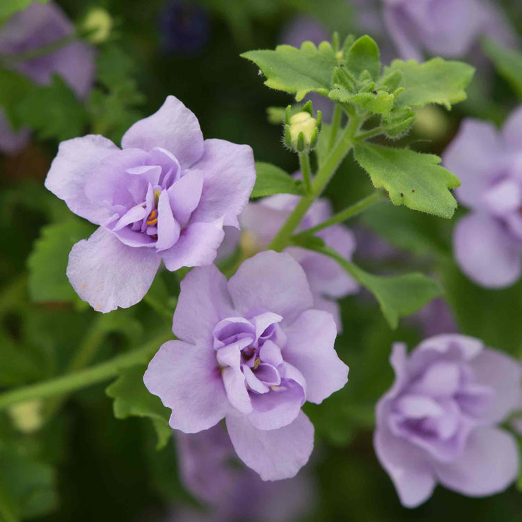 Bacopa Scopia 'Double Mix'