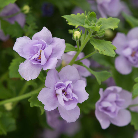 Bacopa Scopia 'Double Lavender'