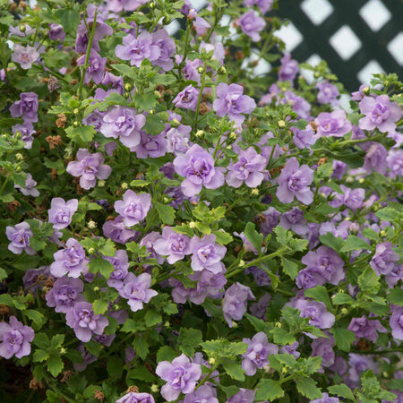 Bacopa Scopia 'Double Mix'