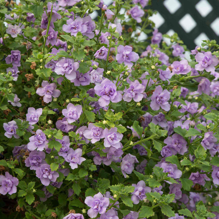 Bacopa Scopia 'Double Mix'