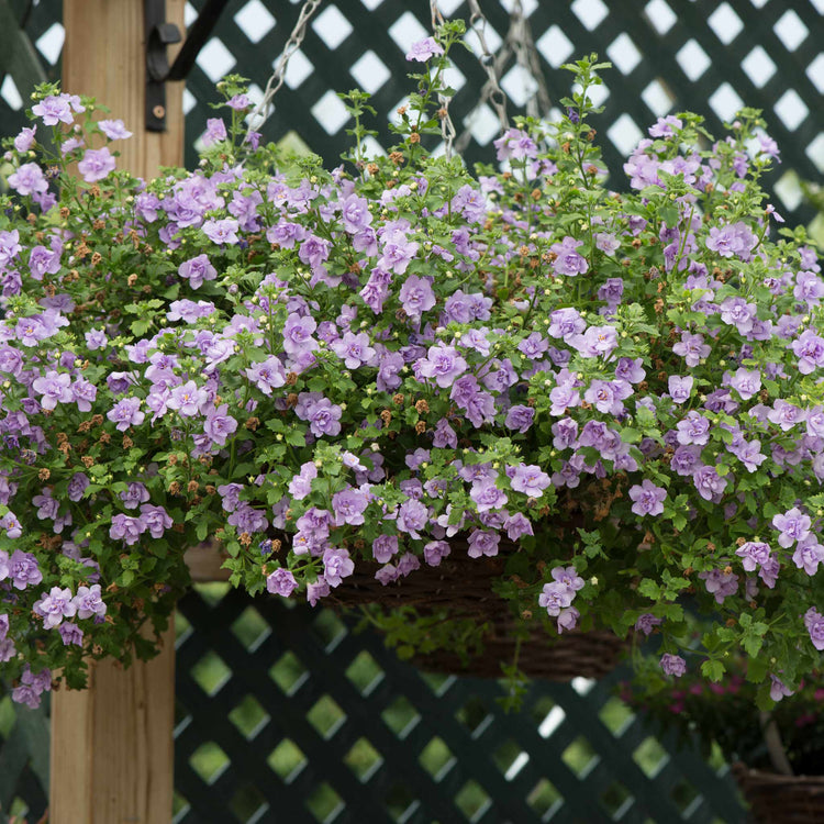 Bacopa Scopia 'Double Lavender'
