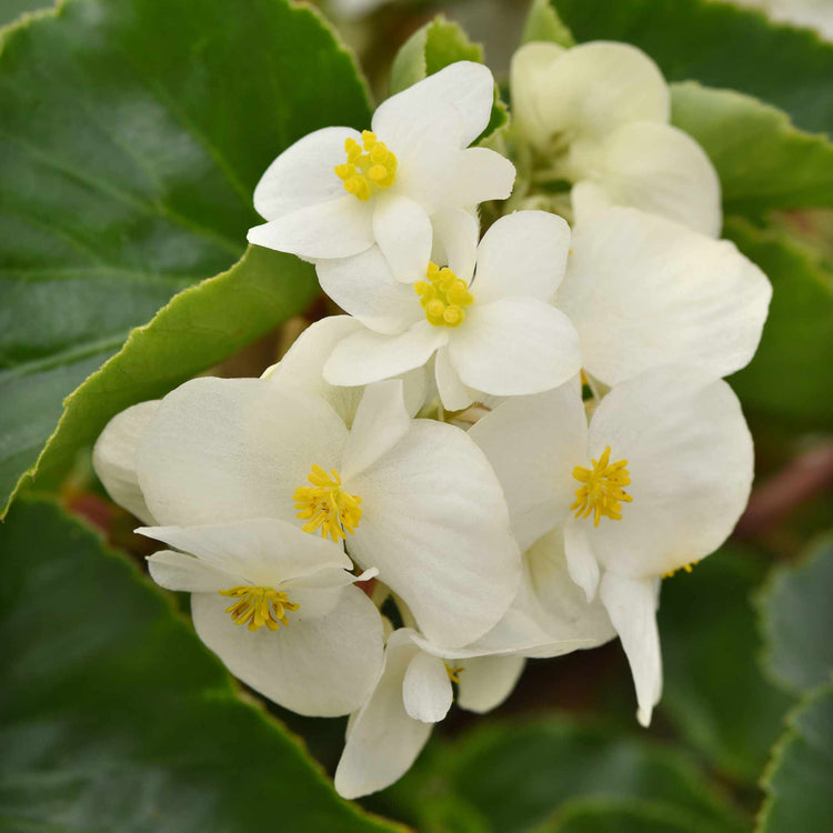 Begonia 'Megawatt White Green Leaf'
