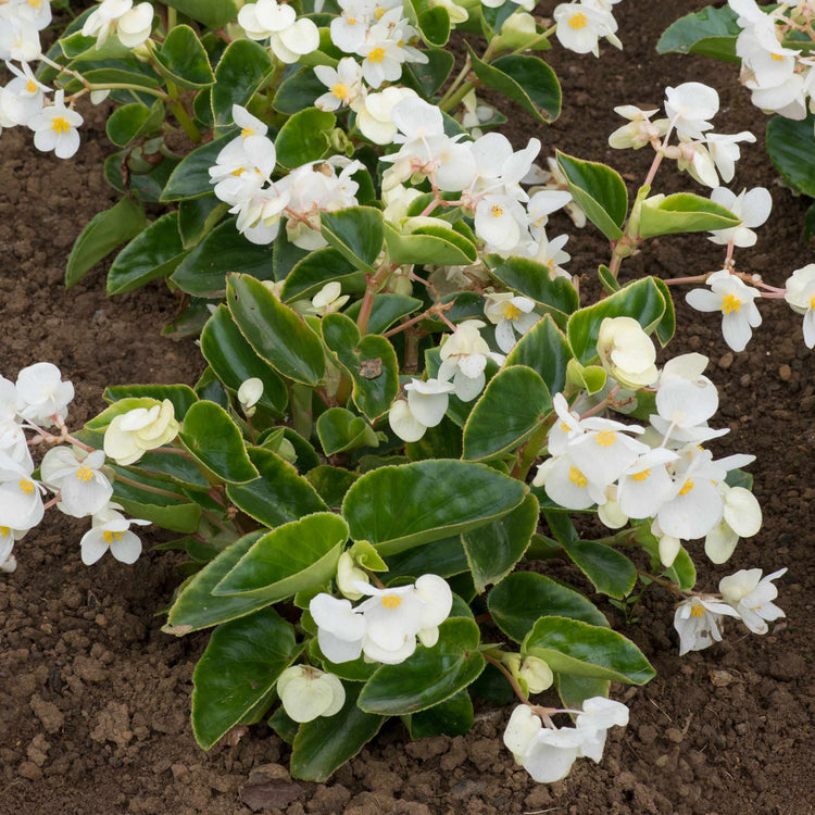 Begonia 'Megawatt White Green Leaf'