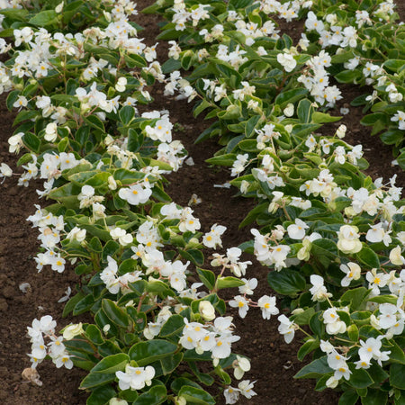Begonia Megawatt Collection