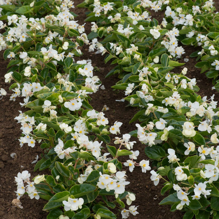 Begonia Megawatt Collection