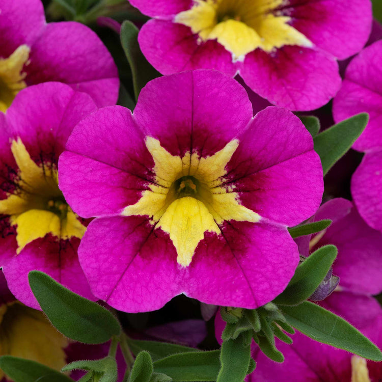Calibrachoa 'Bumble Bee Hot Pink'