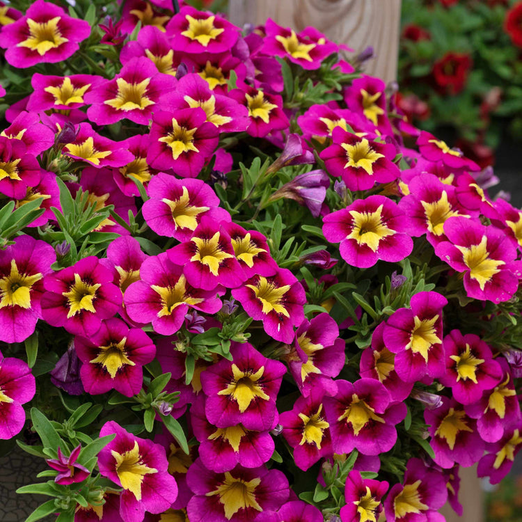Calibrachoa 'Bumble Bee Hot Pink'