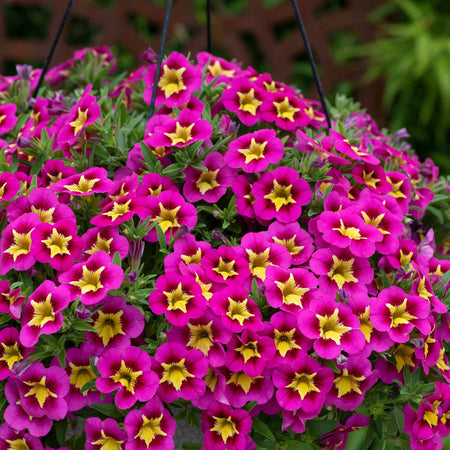 Calibrachoa 'Bumble Bee Hot Pink'