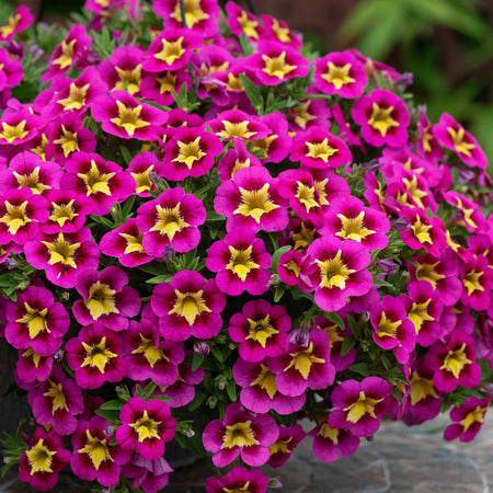 Calibrachoa 'Bumble Bee Hot Pink'