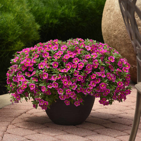 Calibrachoa 'Bumble Bee Hot Pink'