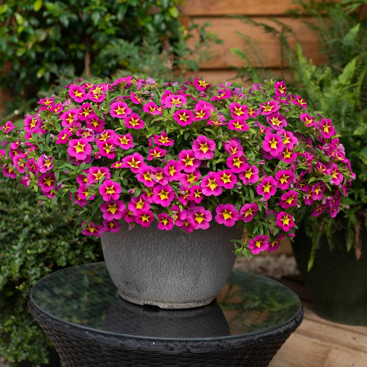 Calibrachoa 'Bumble Bee Hot Pink'