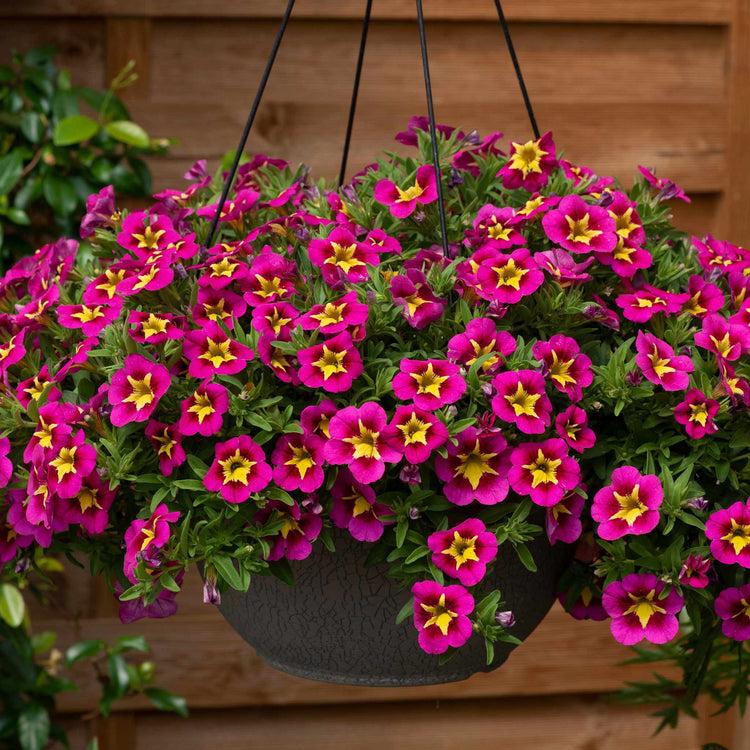 Calibrachoa 'Bumble Bee Hot Pink'