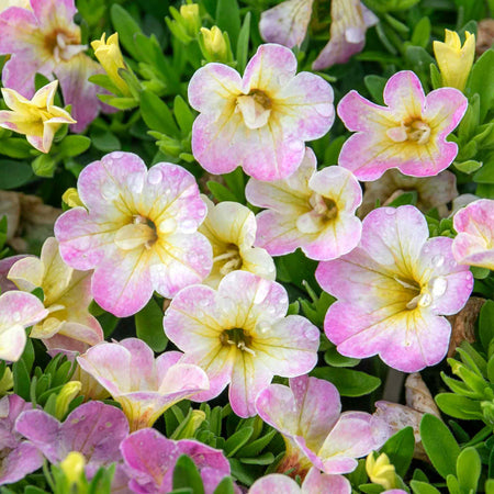 Calibrachoa 'Can Can Fancy Francy'