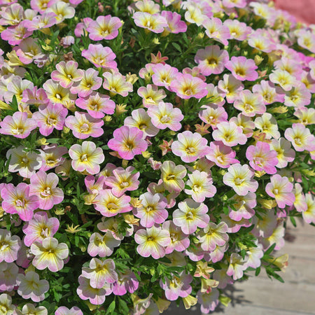 Calibrachoa 'Can Can Fancy Francy'