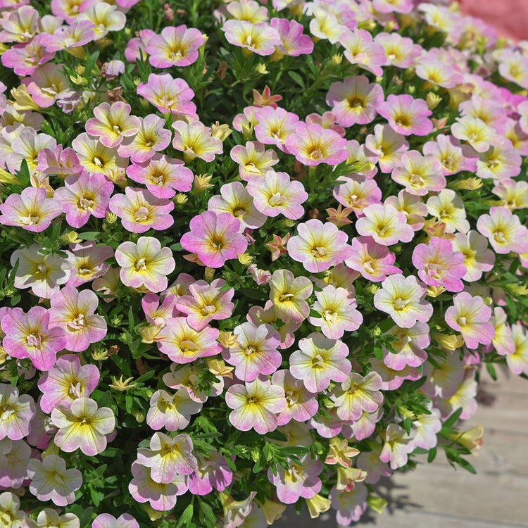 Calibrachoa 'Can Can Fancy Francy'