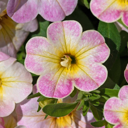 Calibrachoa 'Can Can Fancy Francy'
