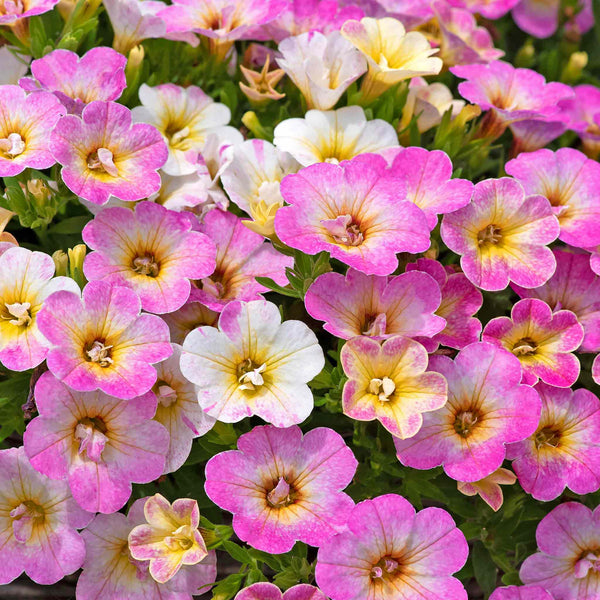 Calibrachoa 'Can Can Fancy Francy'