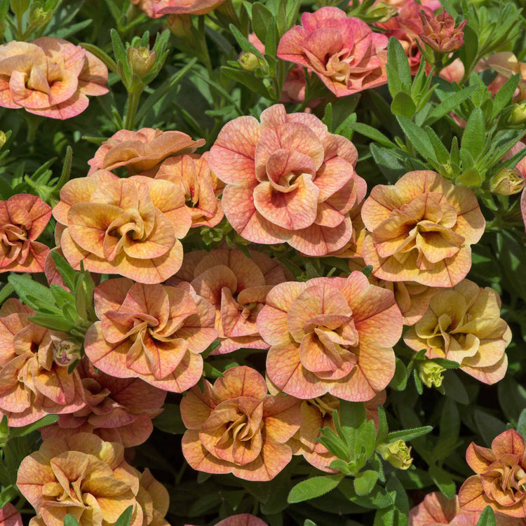 Calibrachoa 'Can Can Double Apricot'
