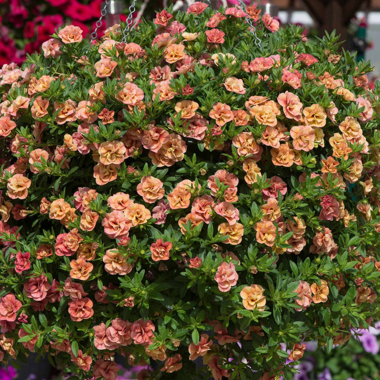 Calibrachoa 'Can Can Double Apricot'
