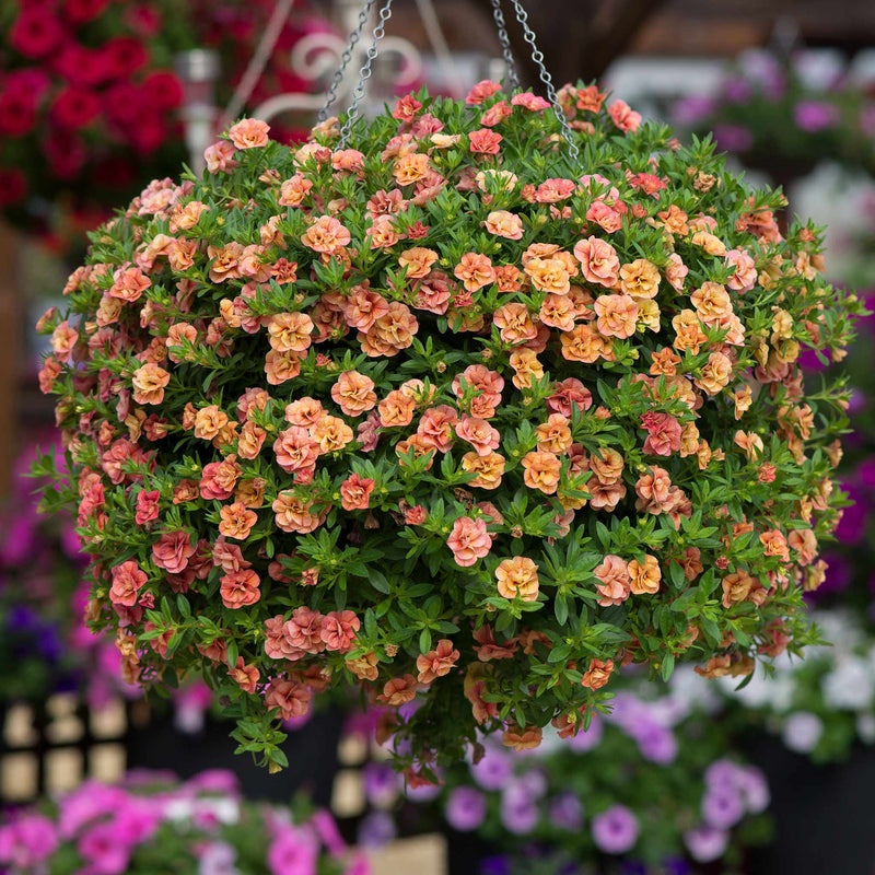 Calibrachoa 'Can Can Double Apricot'