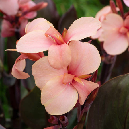Canna Lily 'Cannova Bronze Peach'