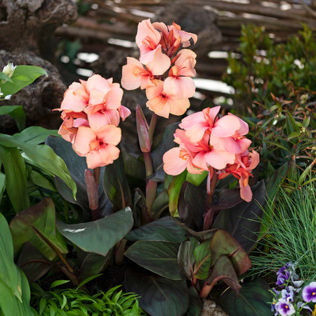 Canna Lily 'Cannova Bronze Peach'
